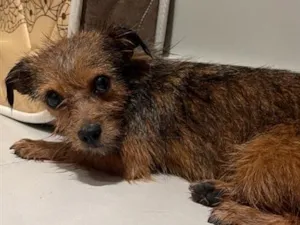 Cachorro raça SRD-ViraLata idade 2 anos nome Nina 