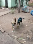 Laila, pantera e a mixe