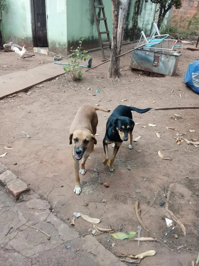 Cachorro raça SRD-ViraLata idade 2 anos nome Laila, pantera e a mixe