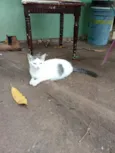 Laila, pantera e a mixe