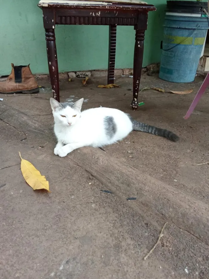 Cachorro raça SRD-ViraLata idade 2 anos nome Laila, pantera e a mixe
