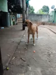 Laila, pantera e a mixe