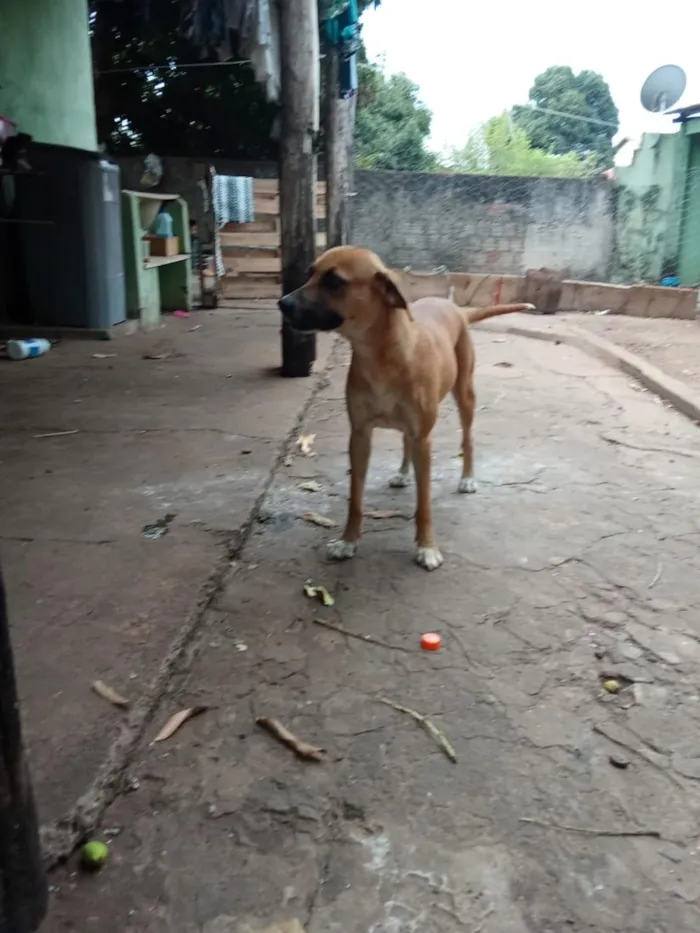 Cachorro raça SRD-ViraLata idade 2 anos nome Laila, pantera e a mixe