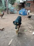 Laila, pantera e a mixe