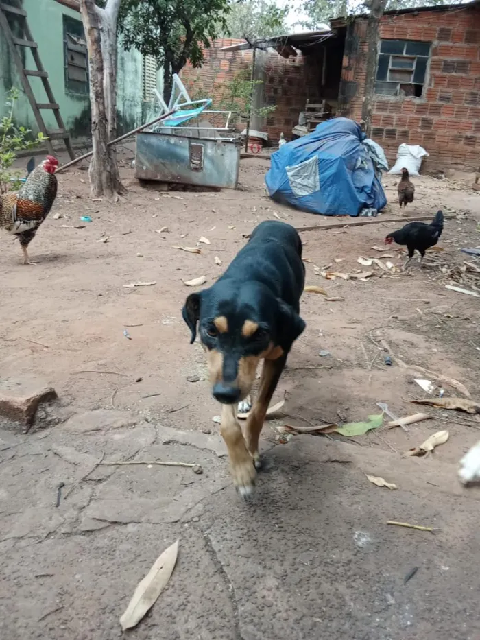Cachorro raça SRD-ViraLata idade 2 anos nome Laila, pantera e a mixe