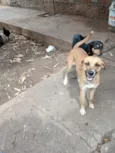 Laila, pantera e a mixe