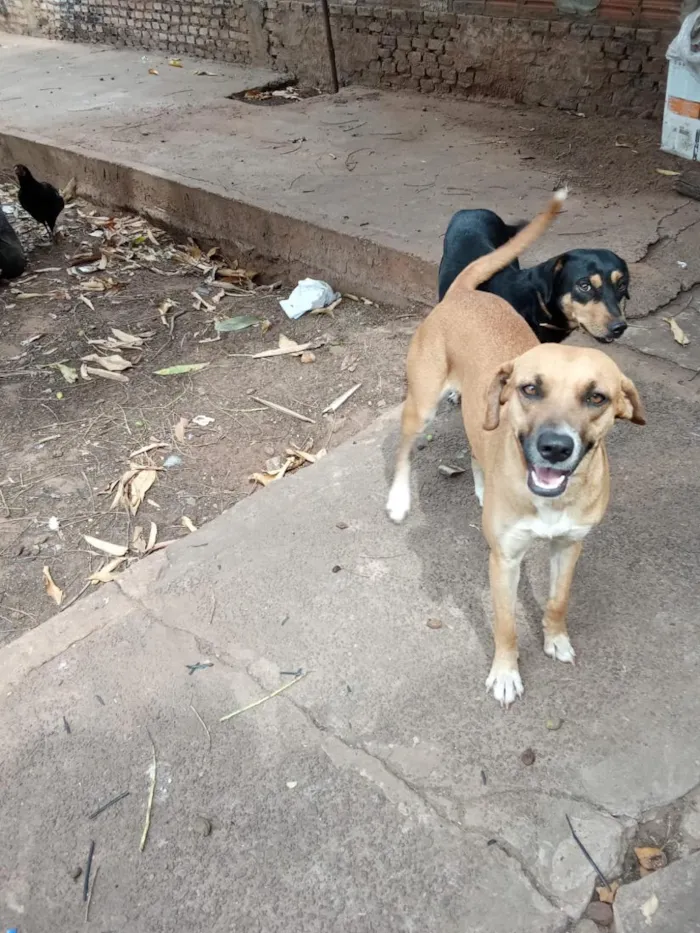 Cachorro raça SRD-ViraLata idade 2 anos nome Laila, pantera e a mixe