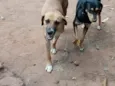 Laila, pantera e a mixe