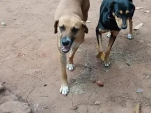 Cachorro raça SRD-ViraLata idade 2 anos nome Laila, pantera e a mixe