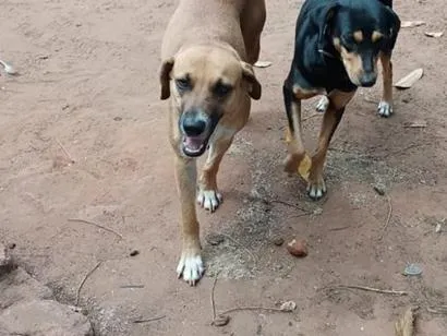 Cachorro raça SRD-ViraLata idade 2 anos nome Laila, pantera e a mixe