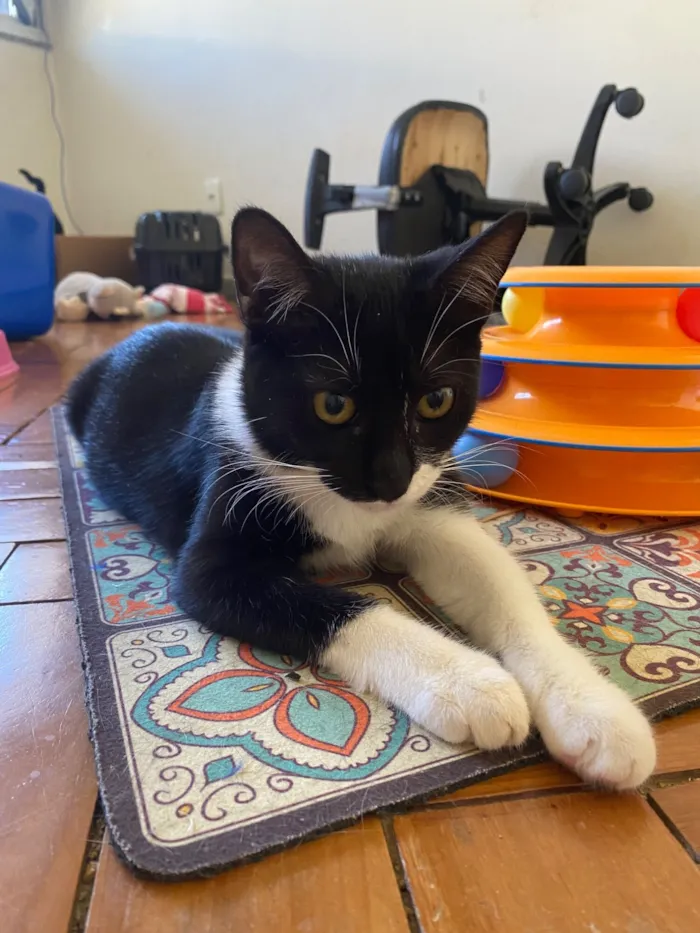 Gato raça SRD-ViraLata idade 2 a 6 meses nome Cindy