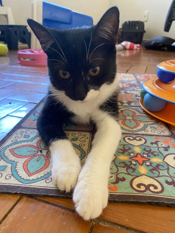 Gato raça SRD-ViraLata idade 2 a 6 meses nome Cindy
