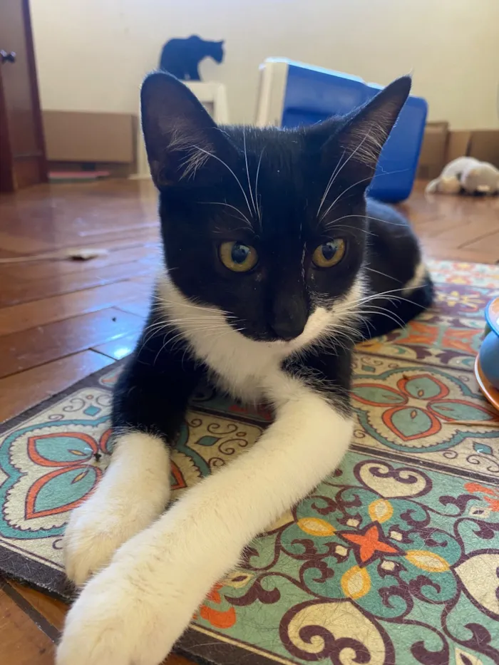 Gato raça SRD-ViraLata idade 2 a 6 meses nome Cindy