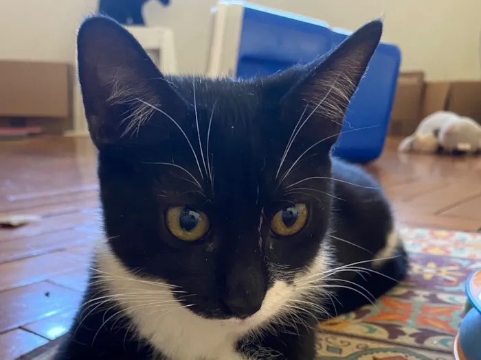 Gato raça SRD-ViraLata idade 2 a 6 meses nome Cindy