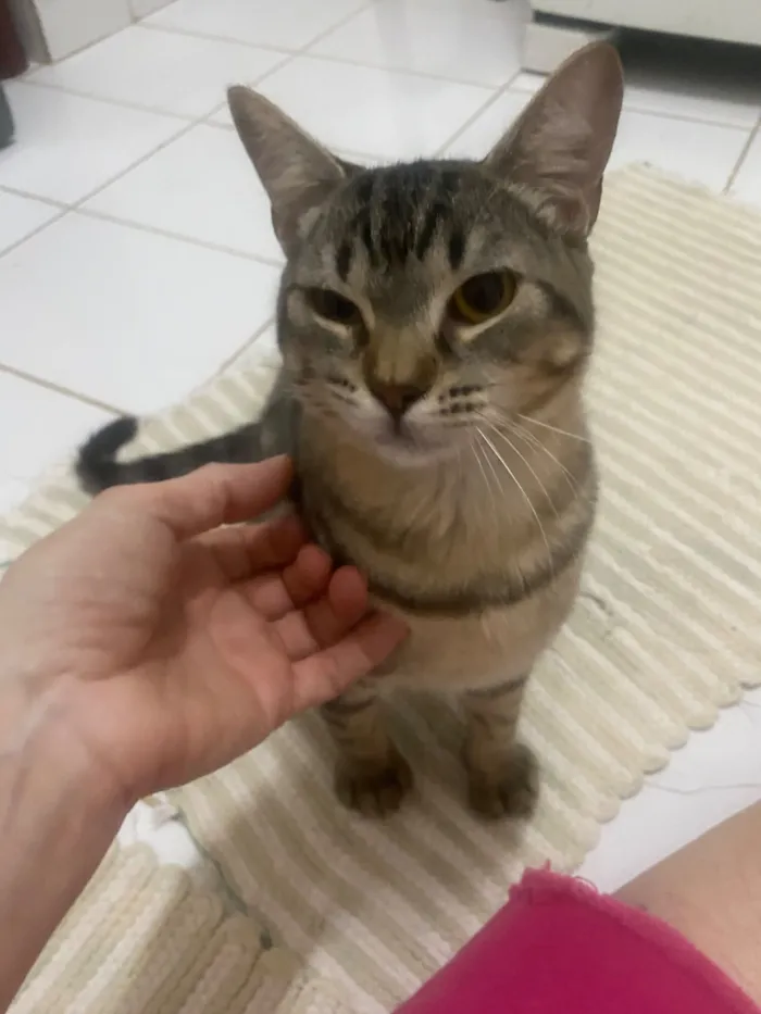 Gato raça SRD-ViraLata idade 2 a 6 meses nome Téo