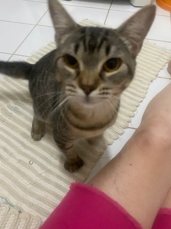 Gato raça SRD-ViraLata idade 2 a 6 meses nome Téo