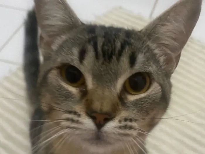 Gato raça SRD-ViraLata idade 2 a 6 meses nome Téo