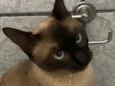Kiara