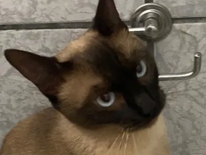 Gato raça Siamês idade 1 ano nome Kiara
