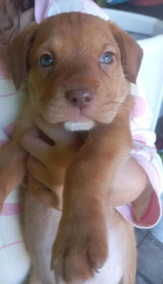 Cachorro raça SRD-ViraLata idade 2 a 6 meses nome Capuccino