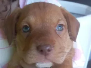 Cachorro raça SRD-ViraLata idade 2 a 6 meses nome Capuccino