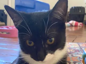 Gato raça SRD-ViraLata idade 2 a 6 meses nome Cindy