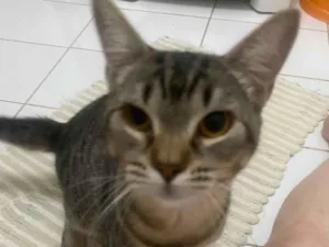 Gato raça SRD-ViraLata idade 2 a 6 meses nome Téo