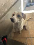 Bela 