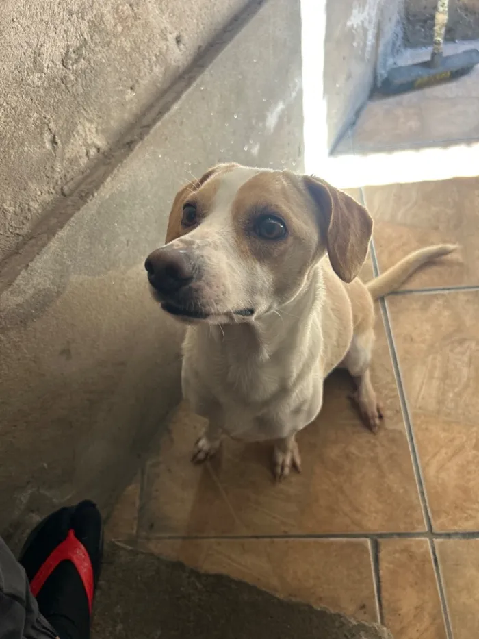 Cachorro raça SRD-ViraLata idade 5 anos nome Bela 