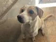 Bela 