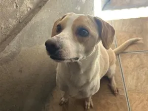 Cachorro raça SRD-ViraLata idade 5 anos nome Bela 