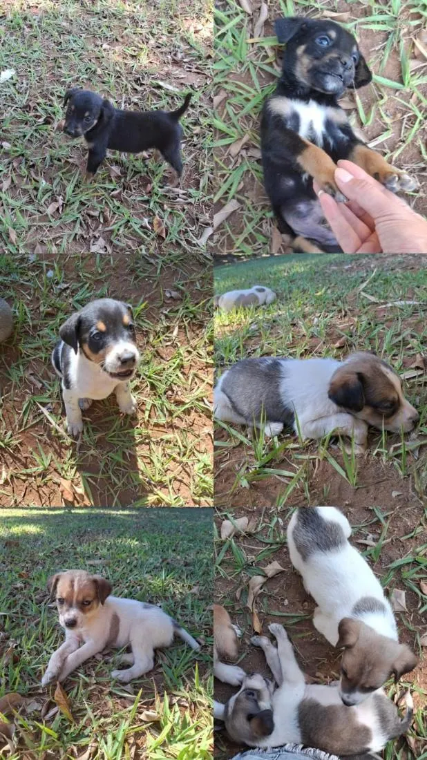 Cachorro raça SRD-ViraLata idade 2 a 6 meses nome sem nome