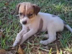 Cachorro raça SRD-ViraLata idade 2 a 6 meses nome sem nome