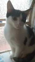 frajolinha 