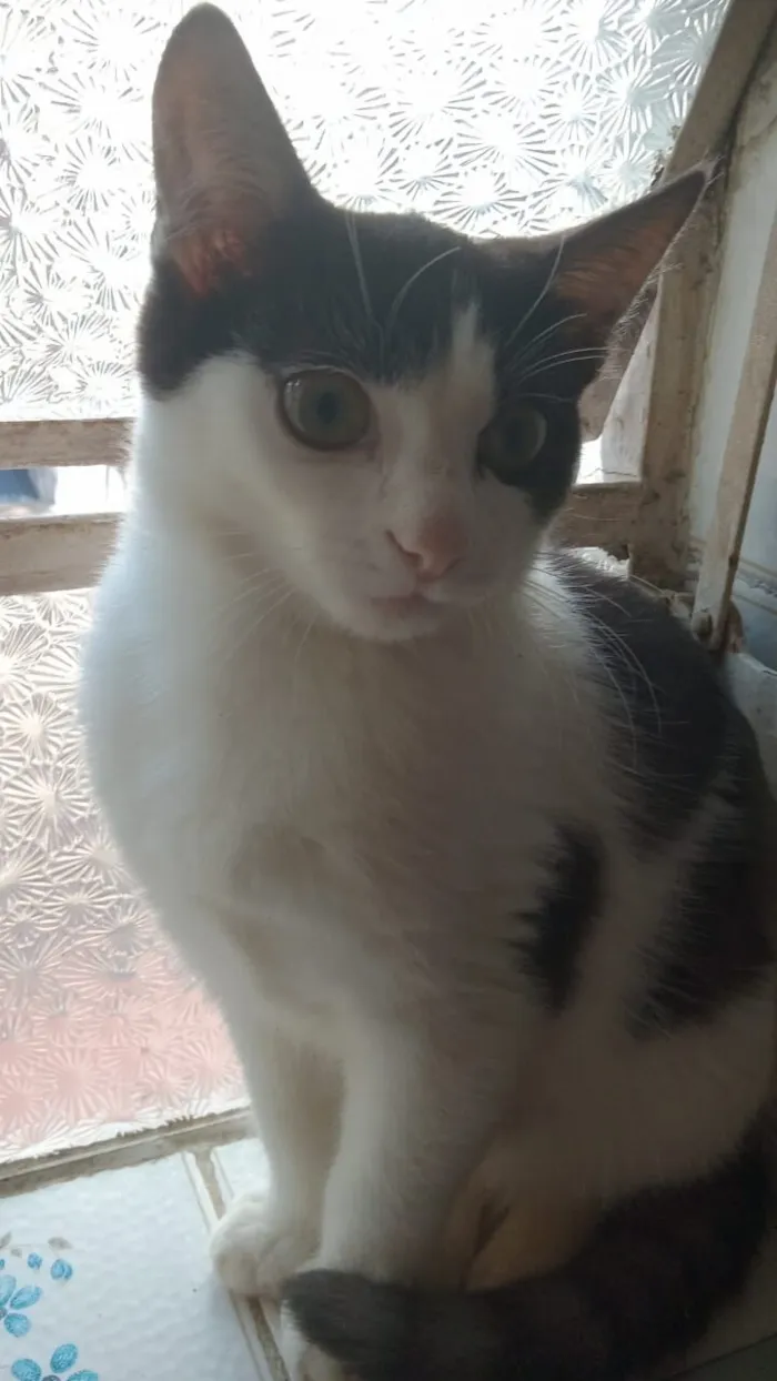 Gato raça SRD-ViraLata idade 2 a 6 meses nome frajolinha 