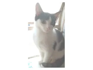 Gato raça SRD-ViraLata idade 2 a 6 meses nome frajolinha 