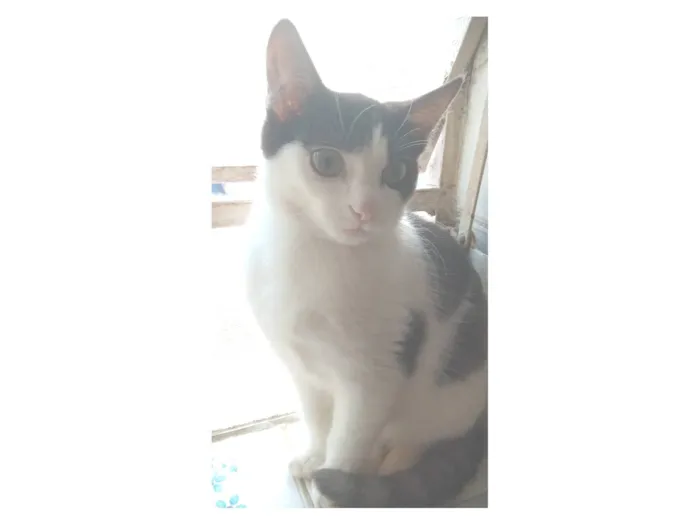 Gato raça SRD-ViraLata idade 2 a 6 meses nome frajolinha 