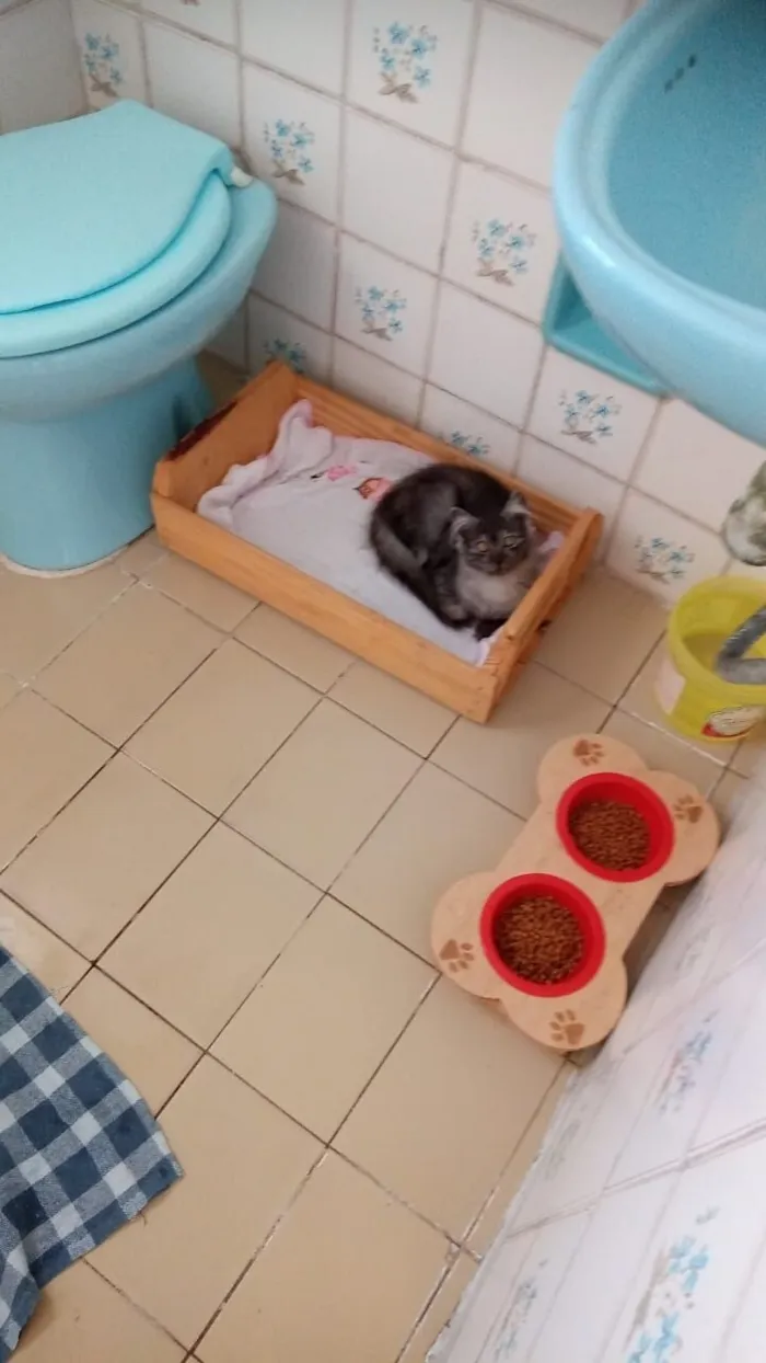 Gato raça SRD-ViraLata idade 2 a 6 meses nome cinza