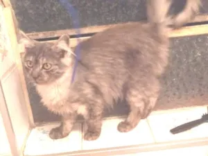 Gato raça SRD-ViraLata idade 2 a 6 meses nome cinza