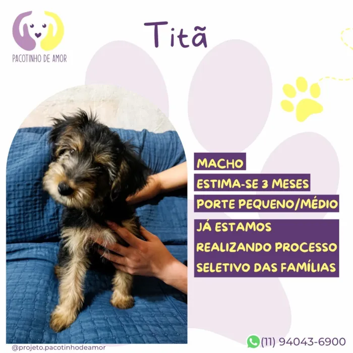 Cachorro raça SRD-ViraLata idade 2 a 6 meses nome Titã