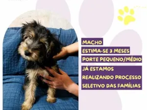 Cachorro raça SRD-ViraLata idade 2 a 6 meses nome Titã