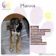 Hanna
