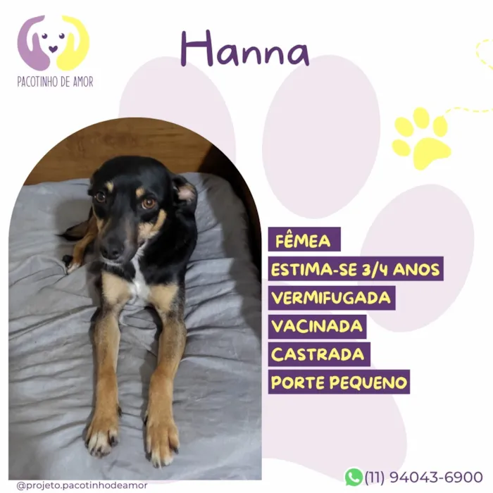 Cachorro raça SRD-ViraLata idade 3 anos nome Hanna