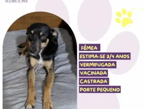 Cachorro raça SRD-ViraLata idade 3 anos nome Hanna