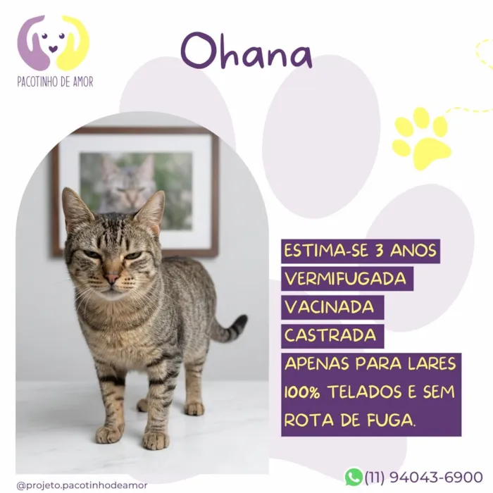 Gato raça SRD-ViraLata idade 3 anos nome Ohana