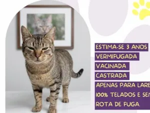 Gato raça SRD-ViraLata idade 3 anos nome Ohana