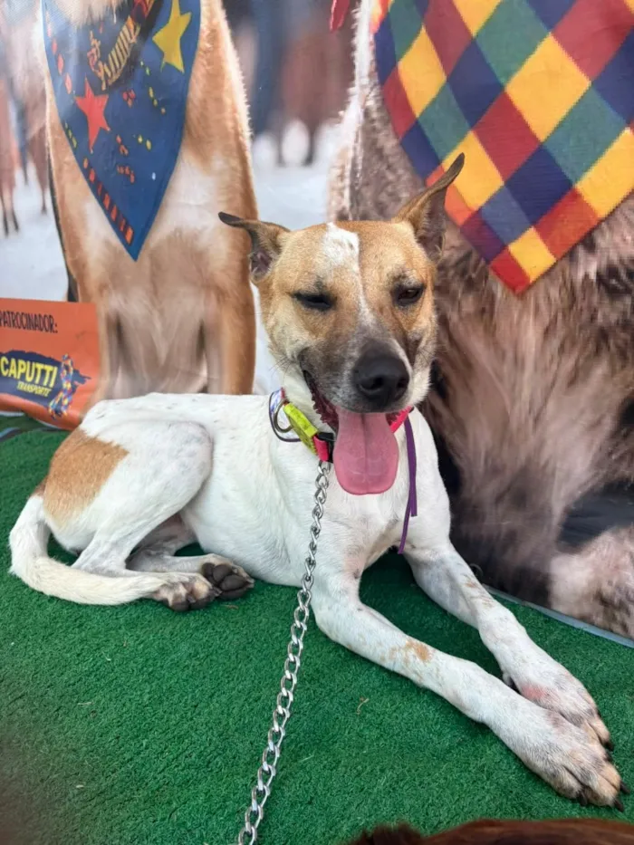 Cachorro raça SRD-ViraLata idade 2 anos nome Athena