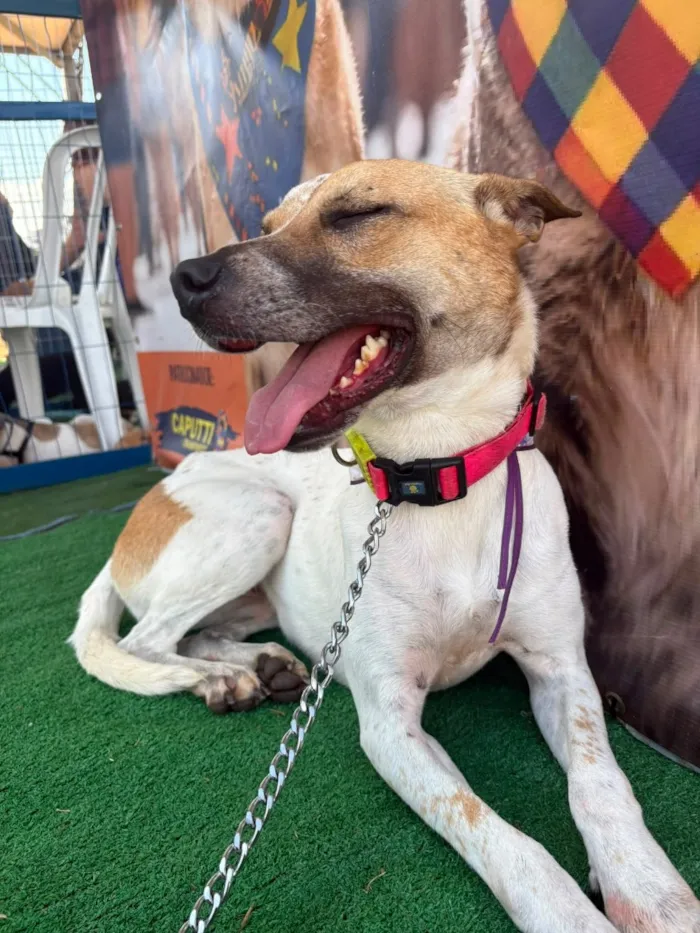 Cachorro raça SRD-ViraLata idade 2 anos nome Athena