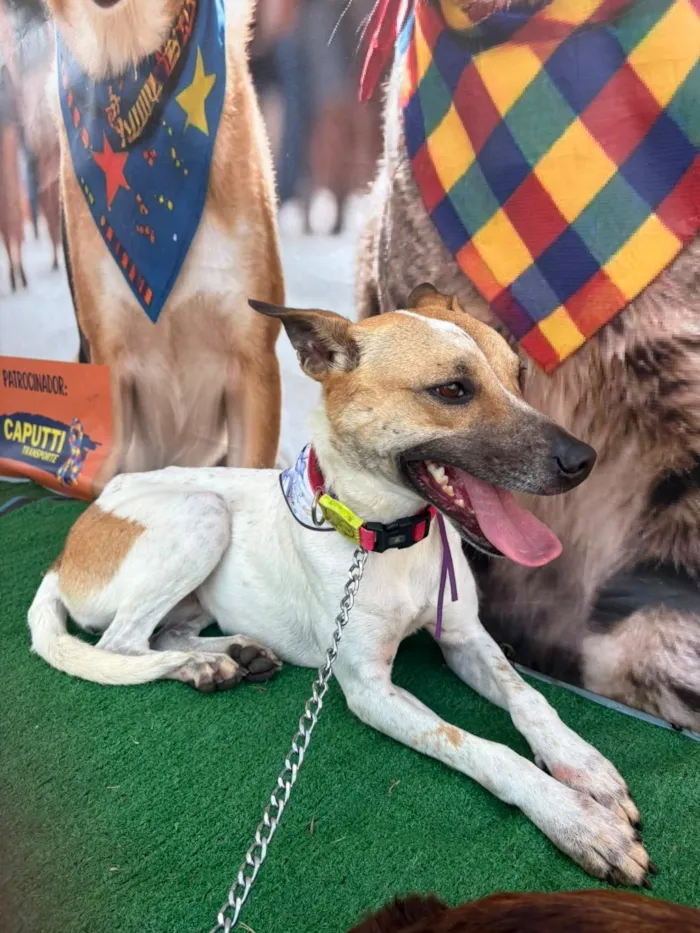 Cachorro raça SRD-ViraLata idade 2 anos nome Athena