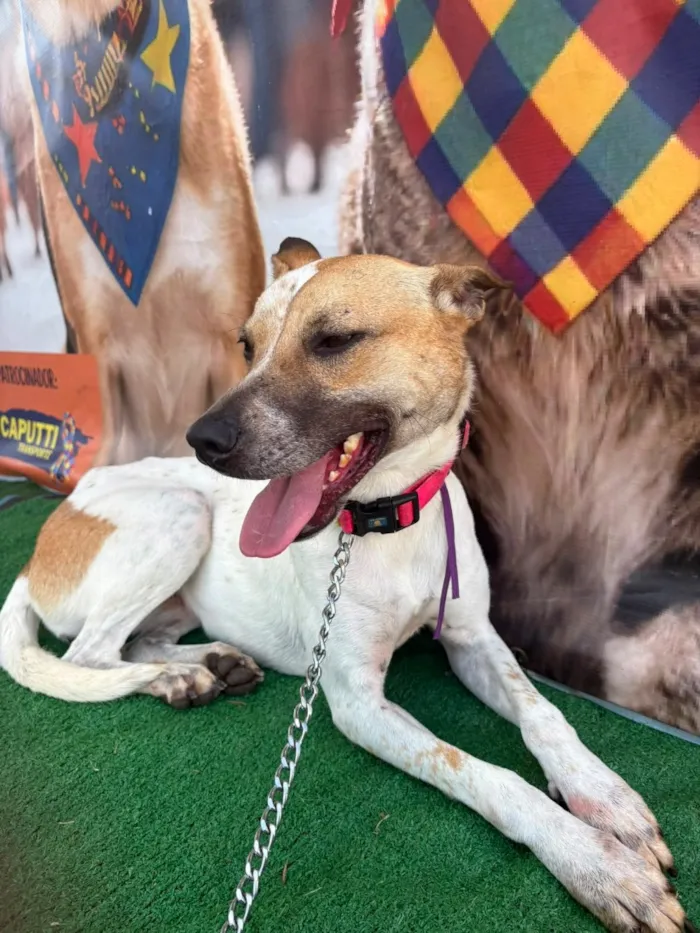 Cachorro raça SRD-ViraLata idade 2 anos nome Athena
